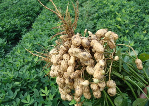 1525771924428636.jpg 323.jpg